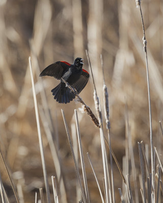 Red-Winged Blackbird. 365A4019.jpg