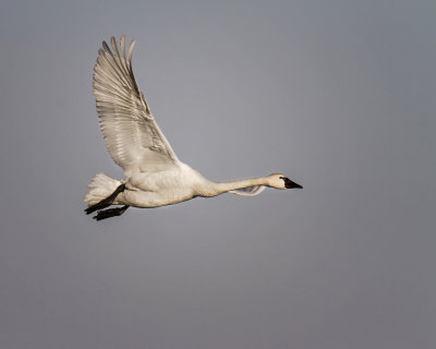 Tundra Swan IMG_4009.jpg