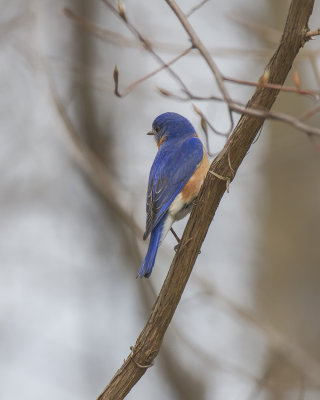 Eastern Bluebird IMG_4921.jpg