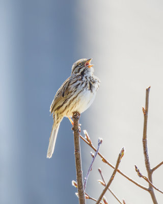 Song Sparrow. IMG_5007.jpg