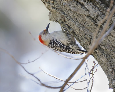 Red-bellied Woodpecker. IMG_5019.jpg