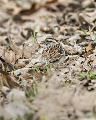 White-throated Sparrow IMG_5206.jpg