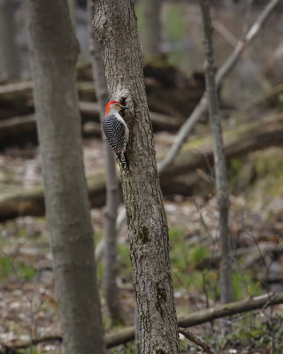Red-bellied Woodpecker IMG_5374.jpg