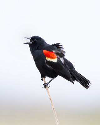 Red-winged Blackbird IMG_5564.jpg
