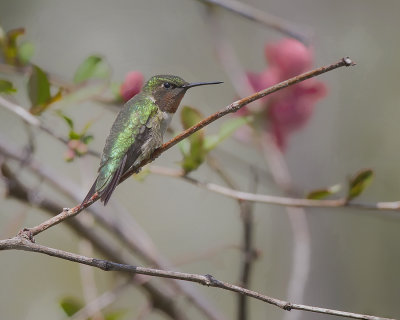 Ruby-throated Hummingbird IMG_5758.jpg