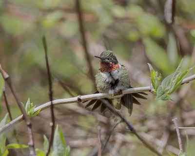 Ruby-throated Hummingbird IMG_5819.jpg
