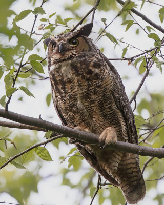 Great Horned Owl IMG_5901.jpg