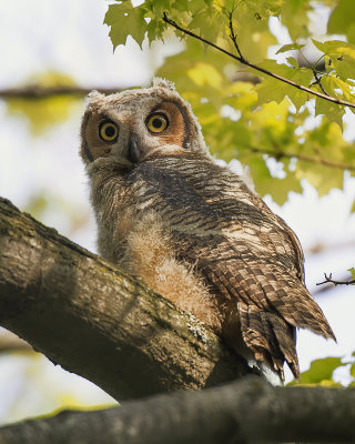 Great Horned Owl Fledgeling IMG_5883.jpg