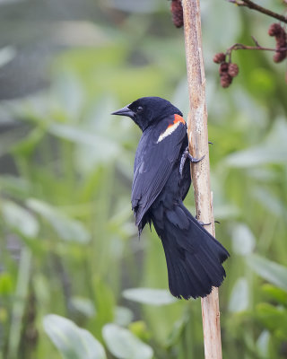 Red Winged Blackbird IMG_6060.jpg