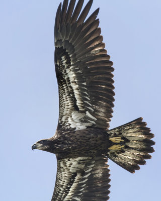 Bald Eagle Juvenile.  IMG_8537.jpg