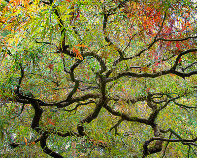 Portland-Japanese Garden.-365A9960.jpg