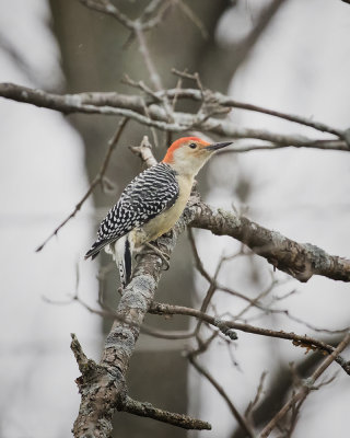 Red-bellied Woodpecker. 9W7A1203.jpg