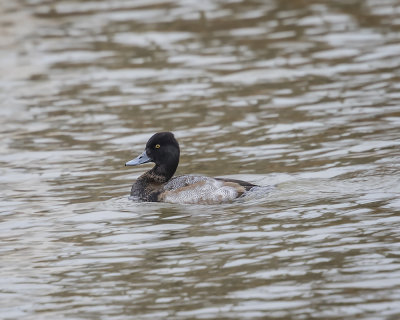 Greater Scaup. 9W7A1145.jpg