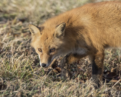 Red Fox. .jpg