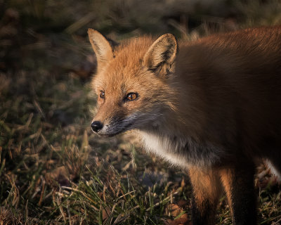 Red Fox. _W7A1578.jpg