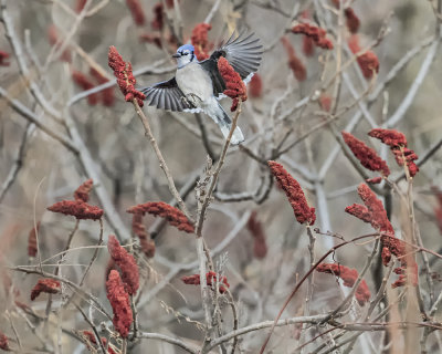 Blue Jay.-_W7A1430.jpg