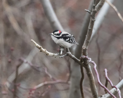 Downey Woodpecker.jpg