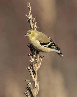 American Goldfinch. _W7A1869.jpg