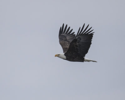 Bald Eagle._W7A2289.jpg