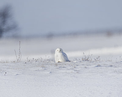 Snowy Owl._W7A2448.jpg