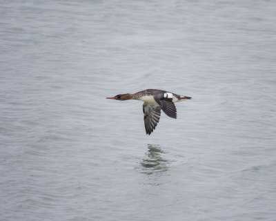 Merganser. _W7A2385.jpg