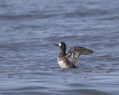 Greater Scaup._W7A2681.jpg