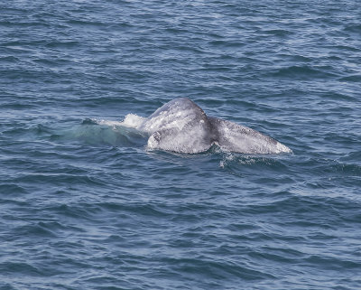 Grey Whale._W7A3544.jpg