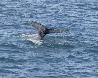 Grey Whale. _W7A3546.jpg
