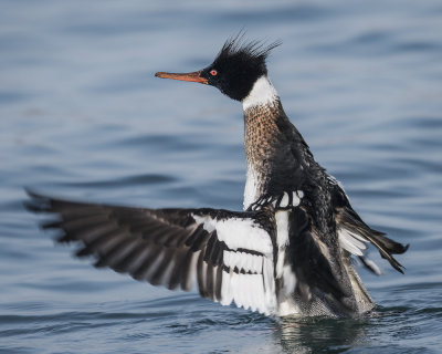 Red-Breasted Merganser._W7A4058.jpg