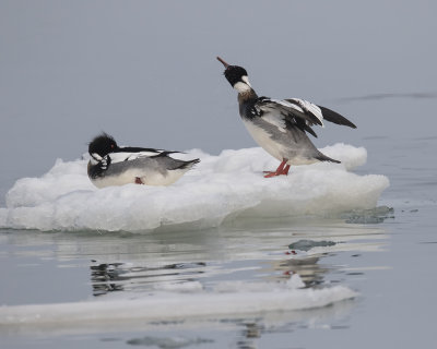 Red-breasted Mergansers._W7A4505.jpg