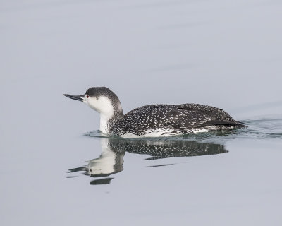 Red-throated Loon._W7A4509.jpg