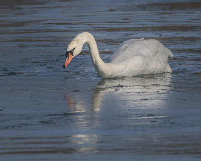 Mute Swan._W7A5470.jpg