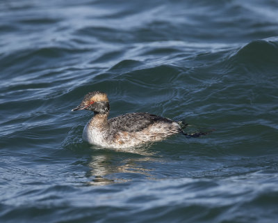 Eared Grebe._W7A6246.jpg