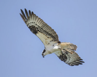 Osprey._W7A6362.jpg