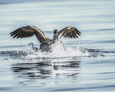 Canada Goose._W7A6553.jpg