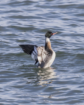 Red-breasted Merganser._W7A6790.jpg