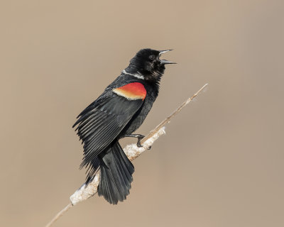 Red-Winged Blackbird._W7A7110.jpg