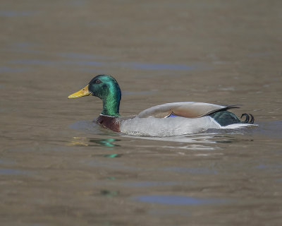 Mallard._W7A6413.jpg