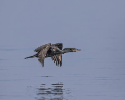 Cormorant._W7A7388.jpg