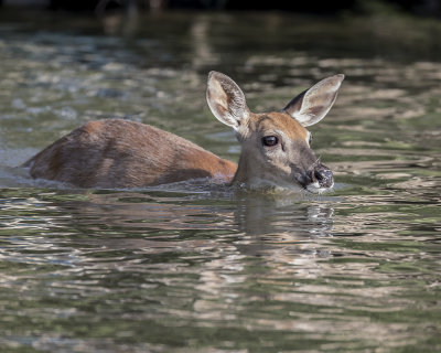Whitetail Deer._W7A9193.jpg