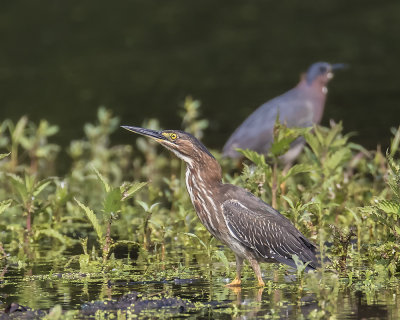 Green Heron Juvenile._W7A0012.jpg