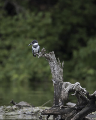 Belted Kingfisher._W7A9831.jpg