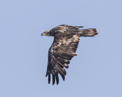 Bald Eagle Juvenile._W7A0133.jpg