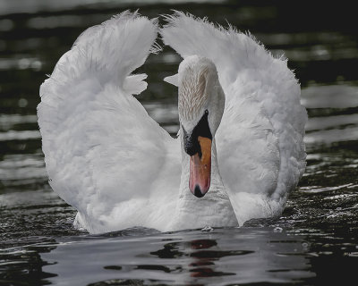 Mute Swan. IMG_8814-.jpg