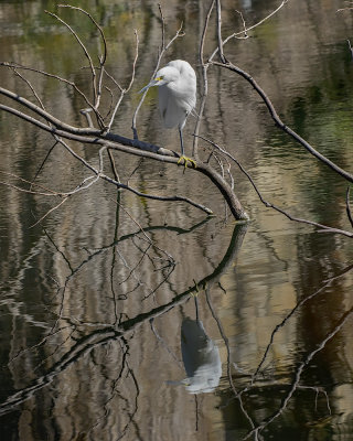 Snowy Egret._W7A4110.jpg