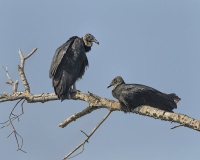 Black Vulture._W7A3846.jpg