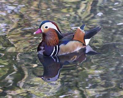 Mandarin Duck._W7A4695.jpg