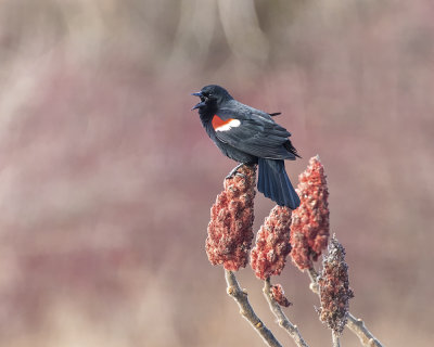 Red-winged Blackbird. _W7A5177.jpg