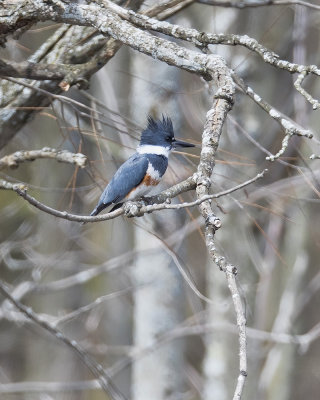Belted Kingfisher._W7A6413.jpg