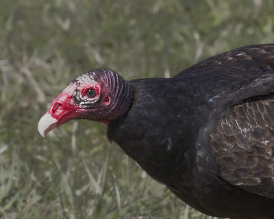 Turkey Vulture._W7A5748.jpg